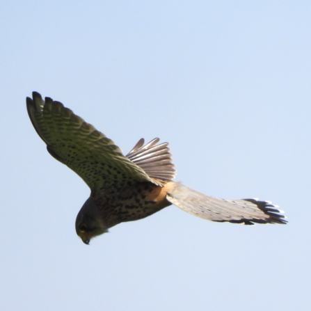 A kestrel on the hunt, floating in the breeze. Photo by Dave Steel