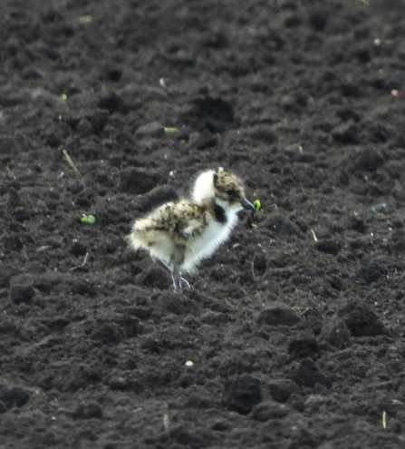 Lapwing chick on the moss by Dave Steel