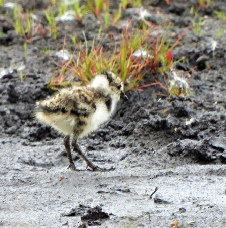 Lapwing chick on the moss by Dave Steel