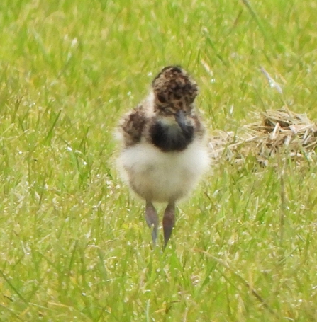 Young lapwing by Dave Steel