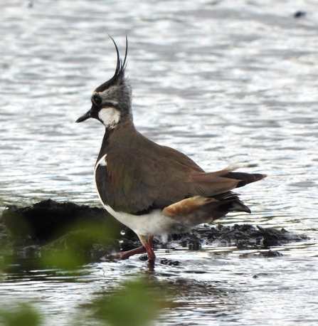 Lapwing by Dave Steel