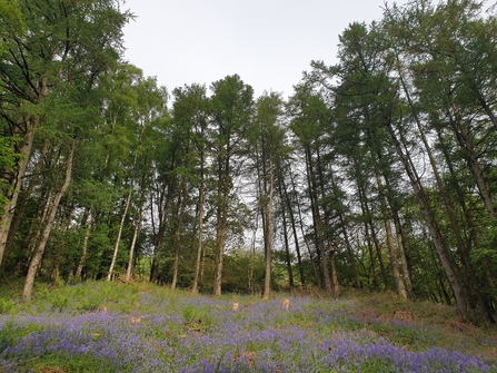 Woodland clearing filled with bluebells