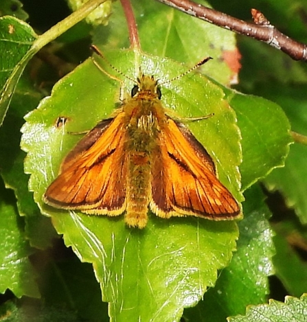 Large skipper by Dave Steel