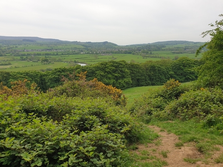 View of Lawson's Meadow surrounded by trees and the view across the Lune Valley