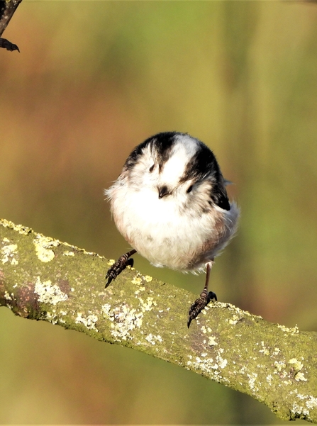 Long tailed tit by Dave Steel