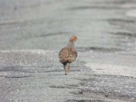 Grey partridge by Dave Steel