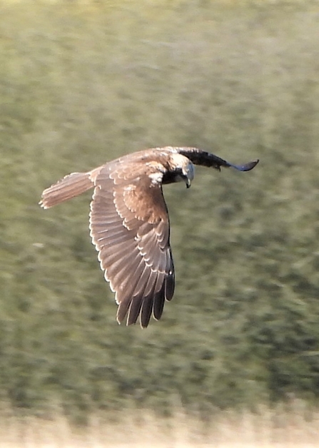 Marsh harrier by Dave Steel