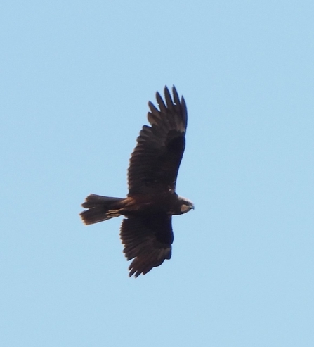 Marsh harrier by Dave Steel