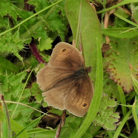 Meadow brown by Dave Steel