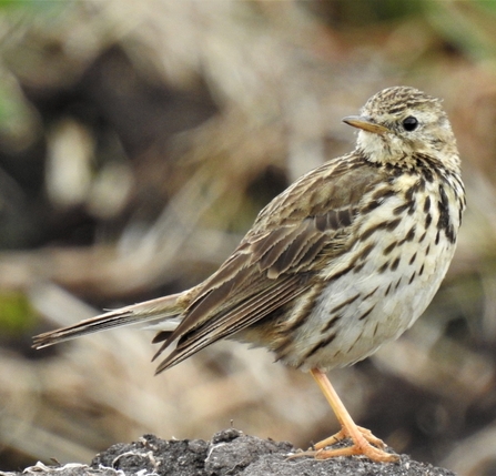 Meadow pipit by Dave Steel