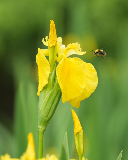 Yellow Iris 