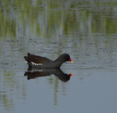 Moorhen by Dave Steel