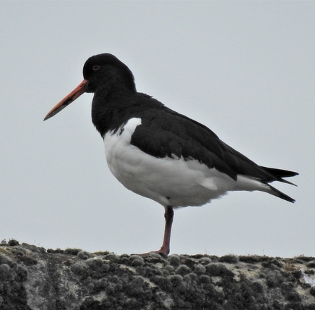 Oystercatcher by Dave Steel