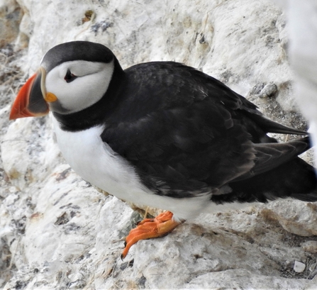 Puffin by Dave Steel