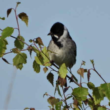 Reed bunting. Photo by Dave Steel