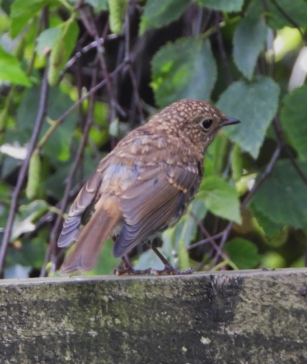 Juvenile robin by Dave Steel