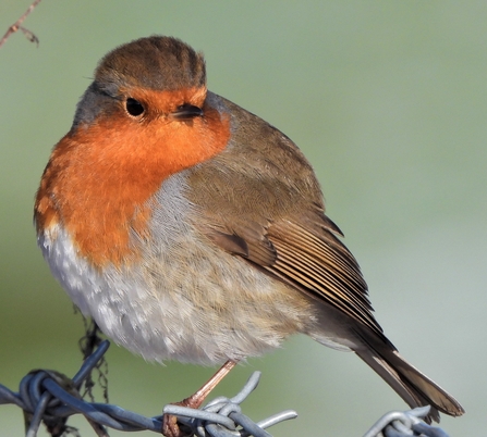 Robin by Dave Steel