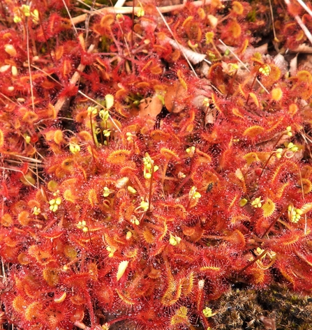 Round-leaved sundew by Dave Steel