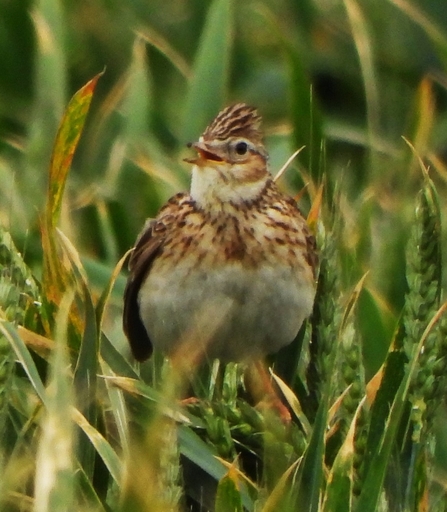 Skylark by Dave Steel