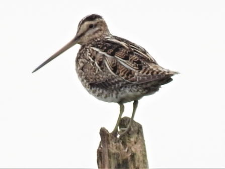 Snipe by Dave Steel