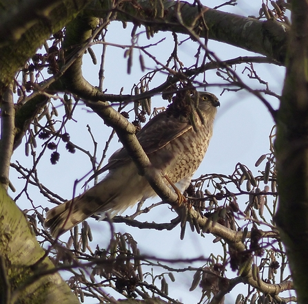 Sparrowhawk by Dave Steel