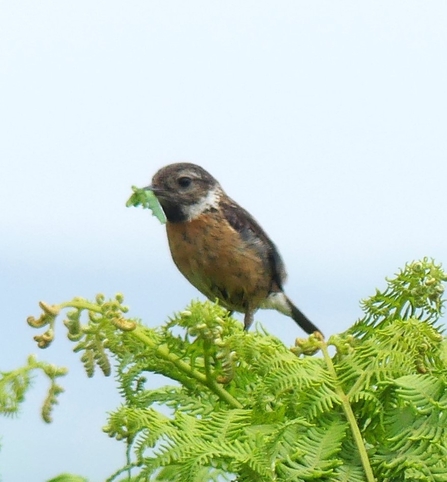 Stonechat by Dave Steel