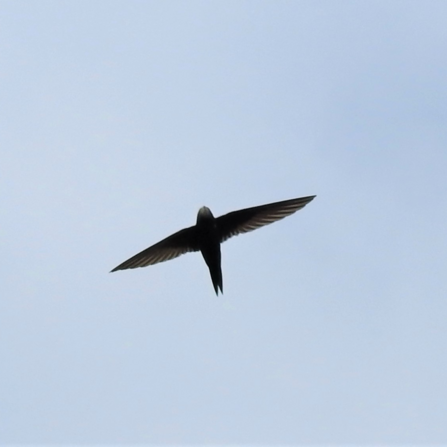 A swift silhouetted against the sky. Photo by Dave Steel