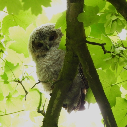 Tawny owl young by Dave Steel