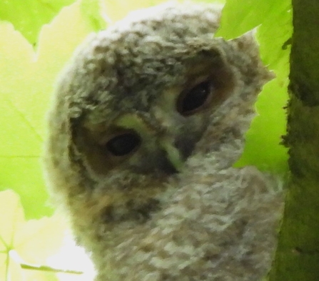 Tawny owl young by Dave Steel