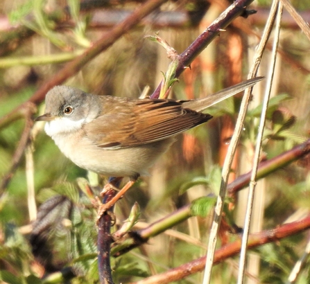 Whitethroat by Dave Steel