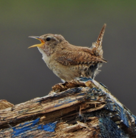 Wren by Dave Steel