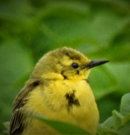 Yellow wagtail by Dave Steel