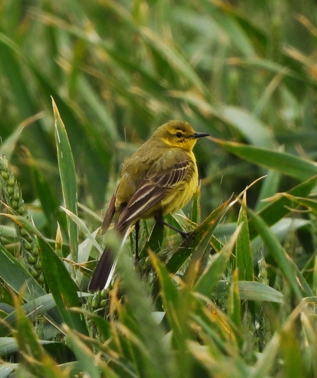 Yellow wagtail by Dave Steel