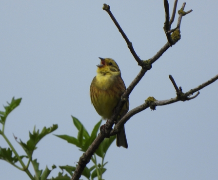 Yellowhammer by Dave Steel