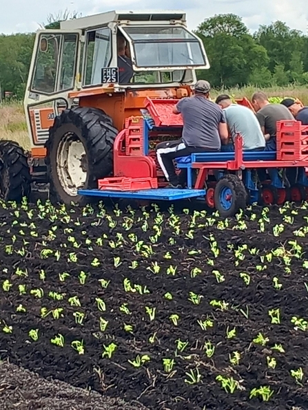 4 workers planting small green lettuce plants behind a red tractor