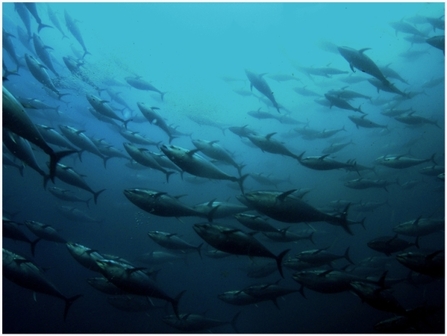 A shoal of bluefin tuna
