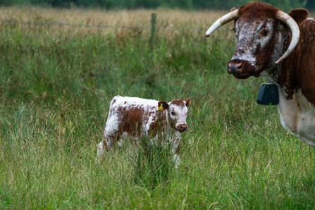 Yara - conservation cattle 