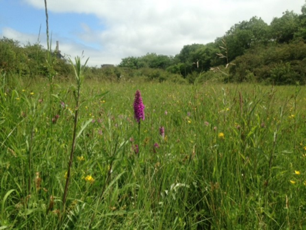 Purple orchid in wildflower meadow at Cross Hill Quarry