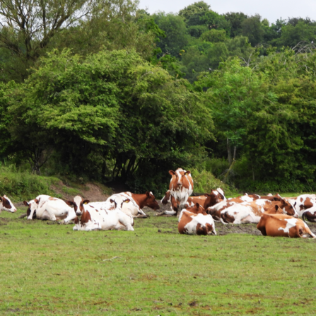 Dairy cows by Dave Steel