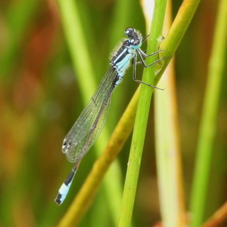 A blue-tailed damselfly