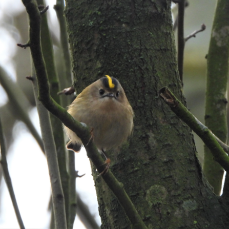 Goldcrest by Dave Steel