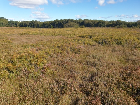 View of Heysham Moss peatland with trees in the distance