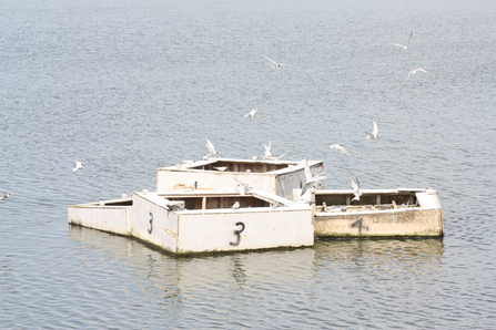 Terns on a raft at Seaforth 