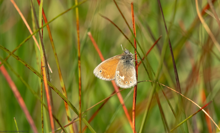 Large Heath Butterfly 