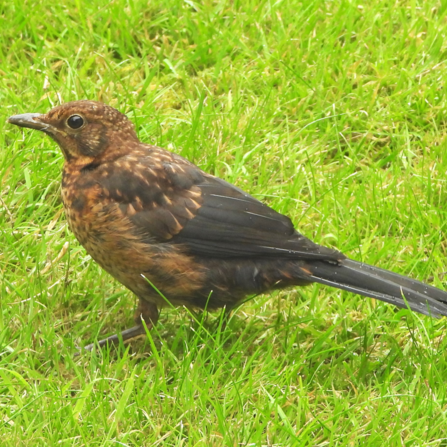 A juvenile blackbird on the lawn