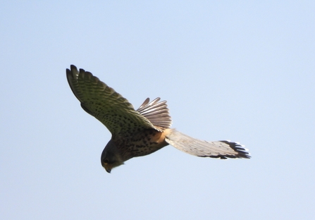 A kestrel in flight