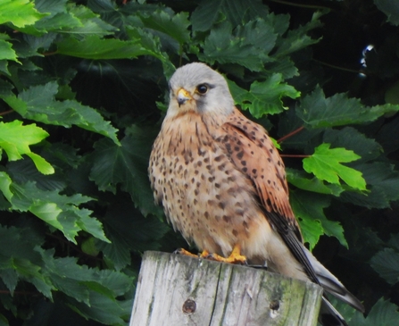 Kestrel by Dave Steel