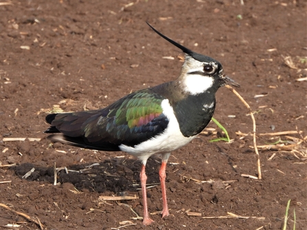 A lovely lapwing by Dave Steel