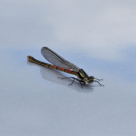 Large red damselfly by Dave Steel