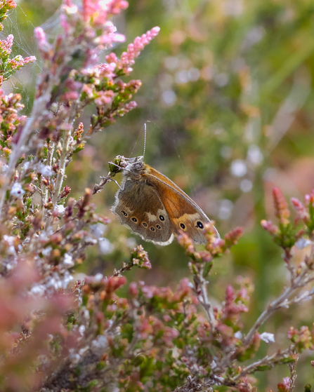 Large heath butterfly on Winmarleigh Moss.